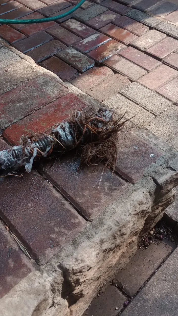 Blocked drain cleaning in Clubview Blocked drain cleaning in Clubview – cleared blockage (24/7)