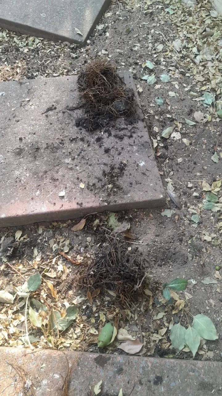 Blocked drain cleaning in South Hills – professional drain clearing